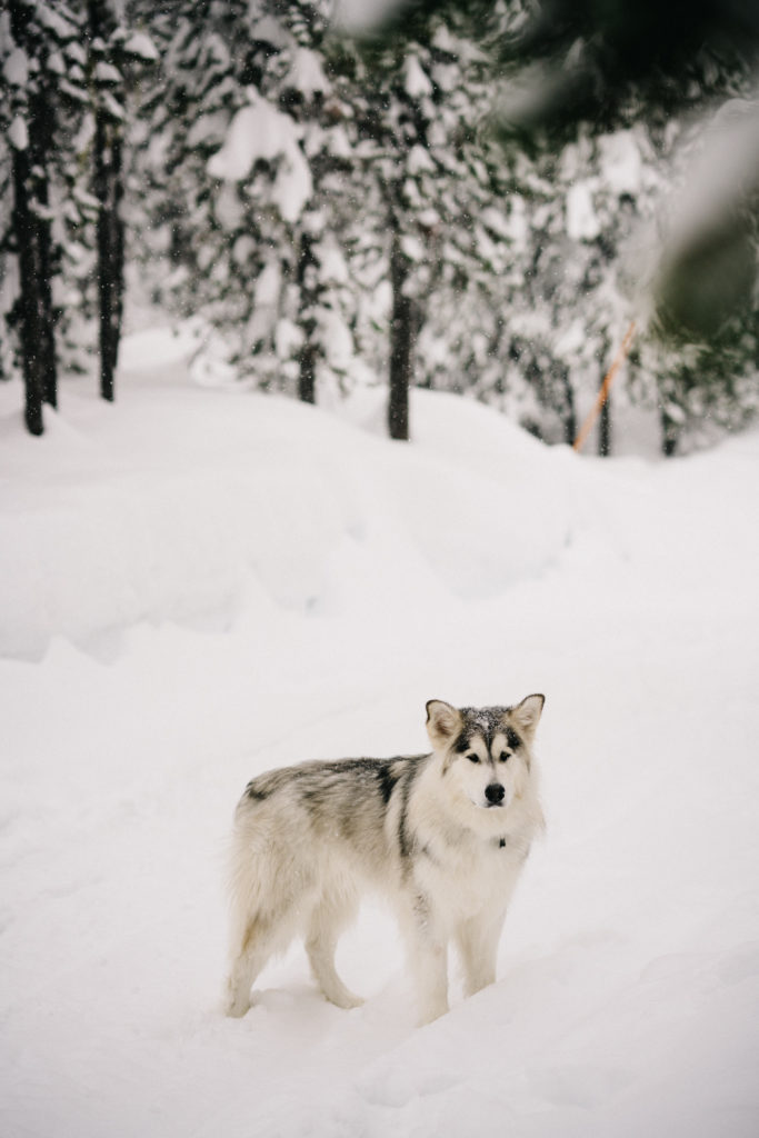 Small Elk Lake Resort Winter Wedding Bend Oregon 